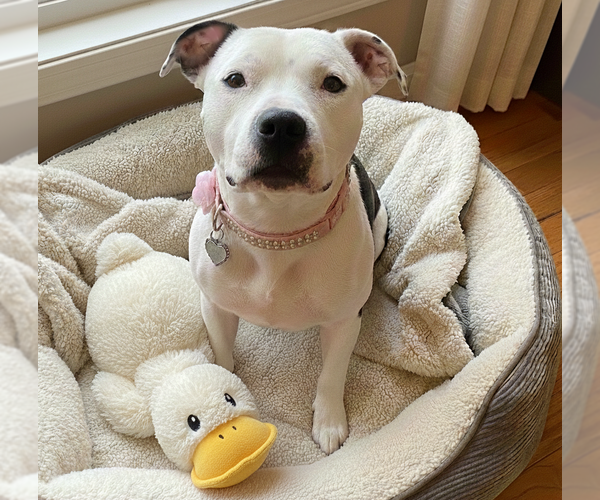 Medium Photo #10 American Pit Bull Terrier-Unknown Mix Puppy For Sale in Grovertown, IN, USA