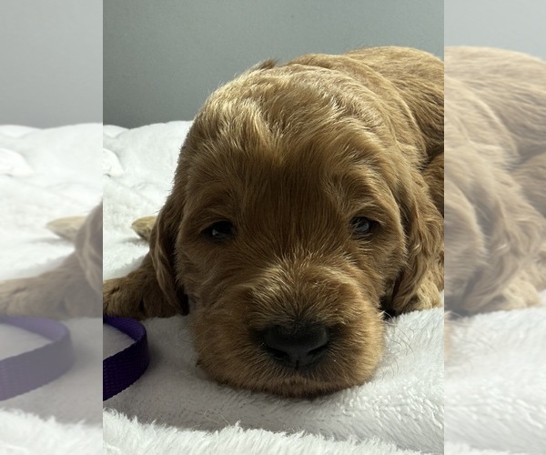 Medium Photo #11 Goldendoodle Puppy For Sale in LAKELAND, FL, USA