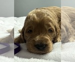Small Photo #11 Goldendoodle Puppy For Sale in LAKELAND, FL, USA