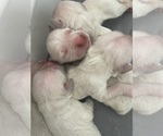 Small #20 English Cream Golden Retriever