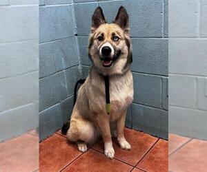 German Shepherd Dog-Siberian Husky Mix Dogs for adoption in Downey, CA, USA