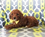 Small Photo #5 Poodle (Miniature) Puppy For Sale in LANCASTER, PA, USA