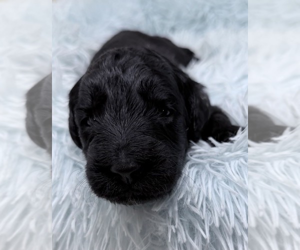 Medium Photo #48 Goldendoodle Puppy For Sale in PIERSON, FL, USA
