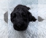 Small Photo #48 Goldendoodle Puppy For Sale in PIERSON, FL, USA