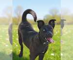 Small #4 Catahoula Leopard Dog Mix