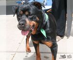 Small #3 Rottweiler Mix