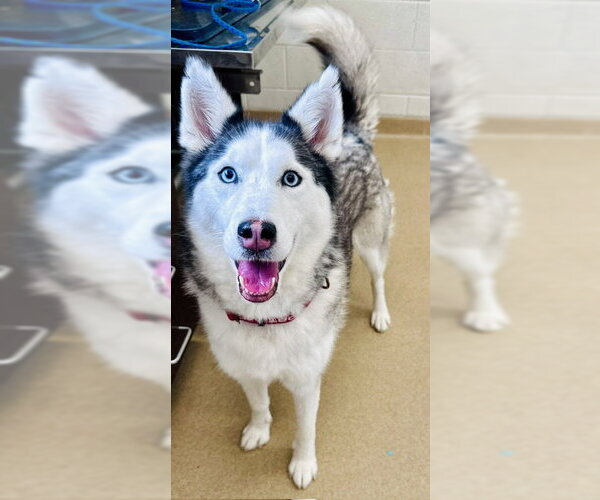 Medium Photo #1 Siberian Husky Puppy For Sale in Derwood, MD, USA