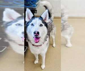 Siberian Husky Dogs for adoption in Derwood, MD, USA