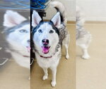 Small Siberian Husky