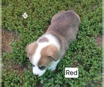 Small #1 Pembroke Welsh Corgi