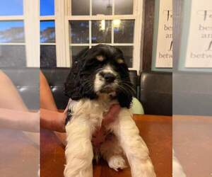 Cocker Spaniel Puppy for sale in KOKOMO, IN, USA