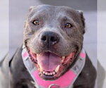 Small #36 American Staffordshire Terrier Mix