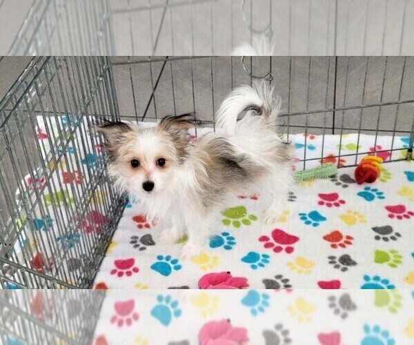 Medium Photo #7 Papitese Puppy For Sale in ORO VALLEY, AZ, USA