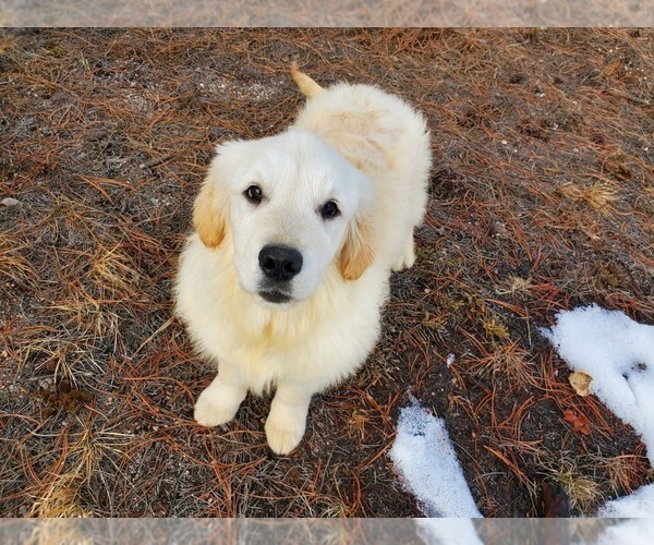 Medium Photo #5 English Cream Golden Retriever Puppy For Sale in PEYTON, CO, USA