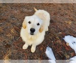 Small Photo #5 English Cream Golden Retriever Puppy For Sale in PEYTON, CO, USA