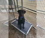 Small #2 Labrador Retriever