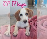 Small Photo #52 Basschshund Puppy For Sale in San Antonio, TX, USA