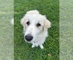 Small #2 Great Pyrenees Mix