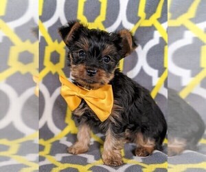 Yorkshire Terrier Puppy for sale in NOTTINGHAM, PA, USA