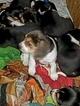 Small Photo #7 Beagle Puppy For Sale in CENTRALIA, WA, USA