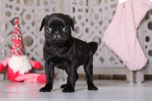 Medium Photo #1 Pug Puppy For Sale in MOUNT VERNON, OH, USA