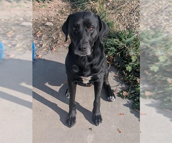 Medium Photo #1 Labrador Retriever Puppy For Sale in Ogden, UT, USA