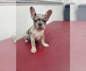 French Bulldog Puppy for sale in WEST PALM BCH, FL, USA
