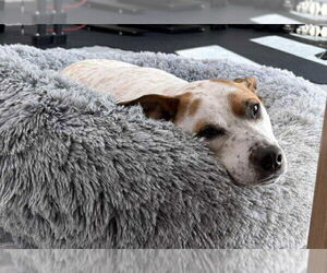 Boochie TX - Female Mutt Dog for Adoption - Photo #4