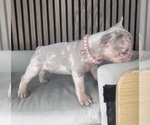 Small #6 French Bulldog