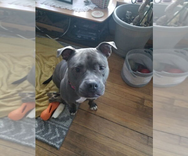 Medium Photo #6 American Pit Bull Terrier Puppy For Sale in Caldwell, NJ, USA