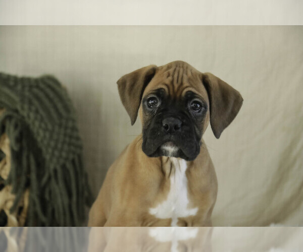 Medium Photo #5 Boxer Puppy For Sale in SHIPSHEWANA, IN, USA