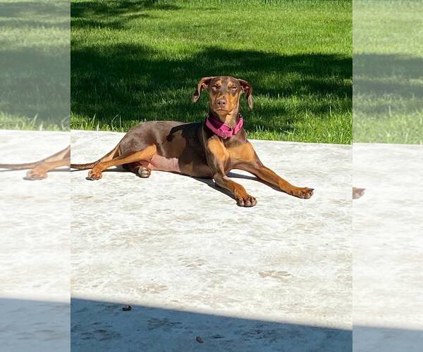 Medium Photo #16 Doberman Pinscher Puppy For Sale in Buffalo, MN, USA