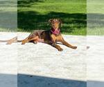 Small #15 Doberman Pinscher
