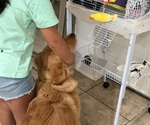 Small #11 English Cream Golden Retriever