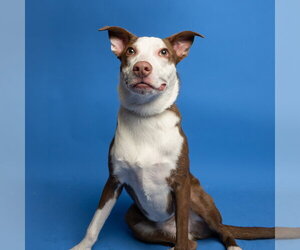 Mutt Dogs for adoption in Rowlett, TX, USA