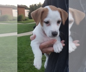 Jack Russell Terrier Puppy for sale in APPLE CREEK, OH, USA