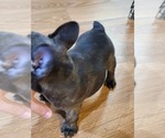 Small Photo #5 French Bulldog Puppy For Sale in GARLAND, TX, USA