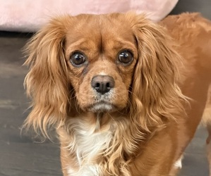 Mother of the Cavalier King Charles Spaniel puppies born on 08/19/2026