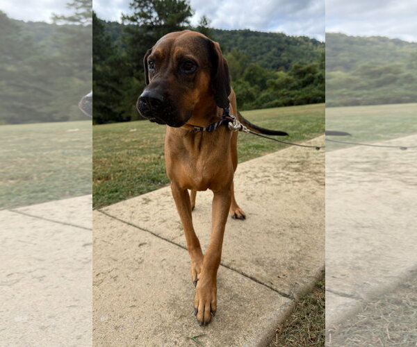 Medium Photo #4 Bloodhound-Redbone Coonhound Mix Puppy For Sale in Attalka, AL, USA