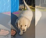 Small #20 Golden Retriever