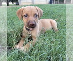 Small #6 Golden Retriever Mix