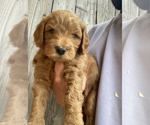 Goldendoodle (Miniature) Puppy for sale in STILLWATER, OK, USA