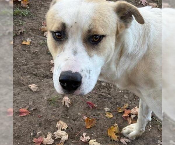 Medium Photo #1 American Pit Bull Terrier-Unknown Mix Puppy For Sale in Tulsa, OK, USA
