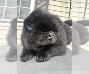 Chow Chow Puppy for sale in ROMEOVILLE, IL, USA