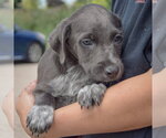 Small #2 Mutt