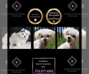 Maltese Puppy for sale in WARSAW, IN, USA