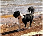 Small Photo #1 Portuguese Water Dog Puppy For Sale in BAYTOWN, TX, USA