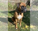 Small Photo #1 Boxer Puppy For Sale in LANSING, MI, USA
