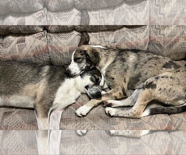 Medium Photo #7 Catahoula Leopard Dog-Unknown Mix Puppy For Sale in Sandy, UT, USA