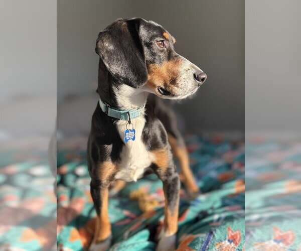 Medium Photo #1 Beagle-Unknown Mix Puppy For Sale in Springdale, PA, USA